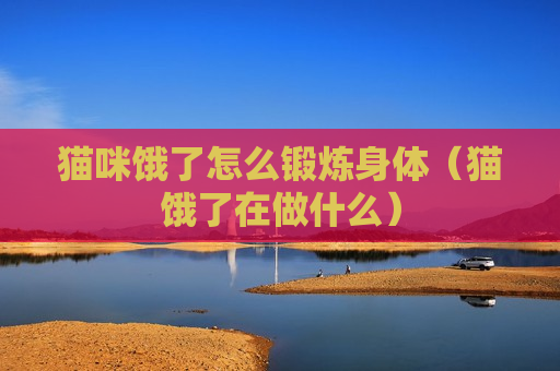 猫咪饿了怎么锻炼身体（猫饿了在做什么）