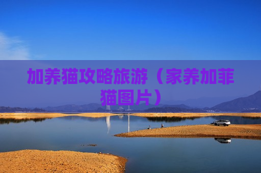 加养猫攻略旅游（家养加菲猫图片）