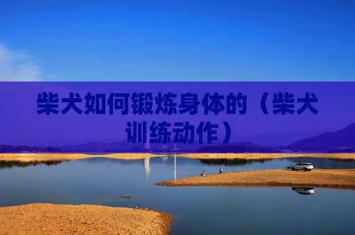柴犬如何锻炼身体的（柴犬训练动作）