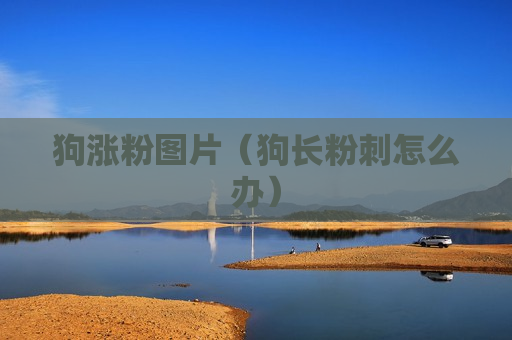 狗涨粉图片（狗长粉刺怎么办）